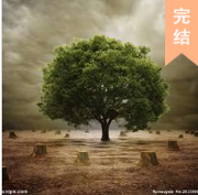 紫树